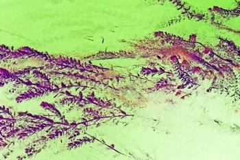 N 061B